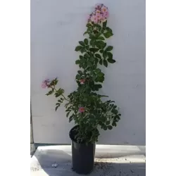 Rosa SONG OF HIROSHIMA