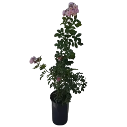 Rosa SONG OF HIROSHIMA