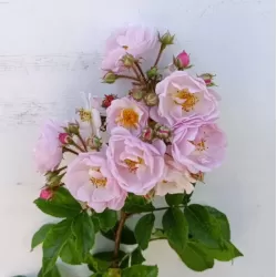 Rosa SONG OF HIROSHIMA