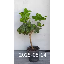 Citrinmedis - Citrus meyeri Meyer