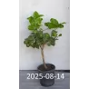 Citrinmedis - Citrus meyeri Meyer