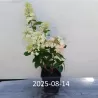 Šluotelinė hortenzija - Hydrangea paniculata Living LITTLE BLOSSOM