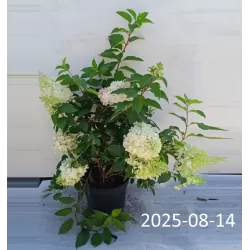 Šluotelinė hortenzija - Hydrangea paniculata STRAWBERRY BLOSSOM