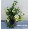 Šluotelinė hortenzija - Hydrangea paniculata STRAWBERRY BLOSSOM