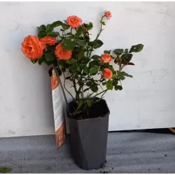 Rosa ORANGE MEILOVE
