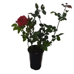 Rožė - Rosa TERRACOTTA ®