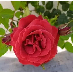 Rožė - Rosa TERRACOTTA ®