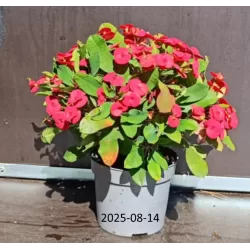 Karpažolė - Euphorbia milii MAXI OLYMPIA