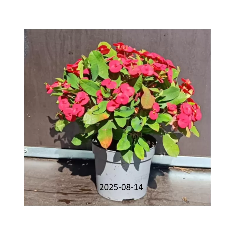 Karpažolė - Euphorbia milii MAXI OLYMPIA