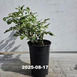 Rožė - Rosa KOKO LOKO ®