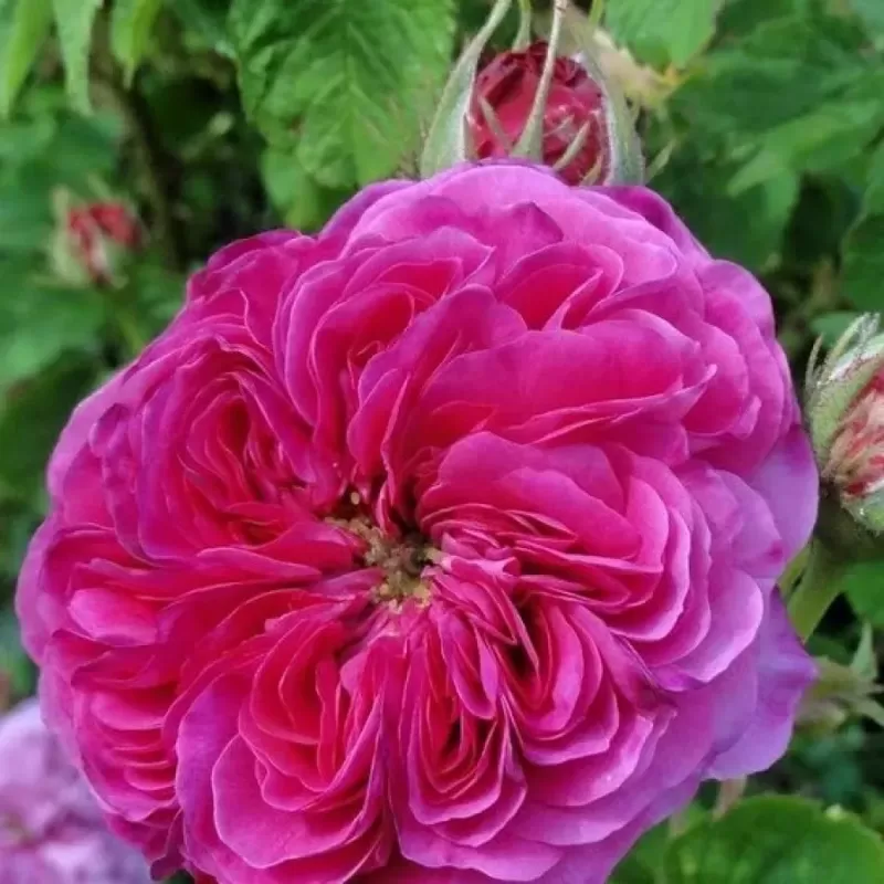 Rosa DUCHESSE DE CAMBRIDGE