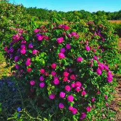 Rosa DUCHESSE DE CAMBRIDGE