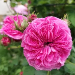 Rosa DUCHESSE DE CAMBRIDGE