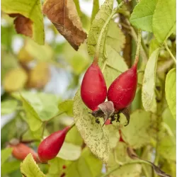 Rosa GLOIRE DE GUILAN