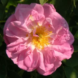 Rosa GLOIRE DE GUILAN
