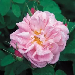 Rosa GLOIRE DE GUILAN