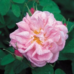 Damaskinės rožės internetu su pristatymu į namus