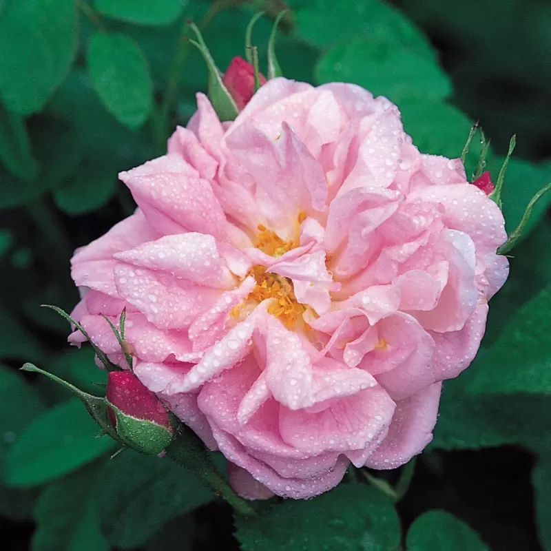 Rosa GLOIRE DE GUILAN