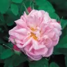 Rosa GLOIRE DE GUILAN