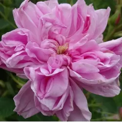 Rosa OMAR KHAYYAM
