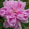 Rosa OMAR KHAYYAM