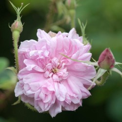 Damaskinės rožės internetu su pristatymu į namus