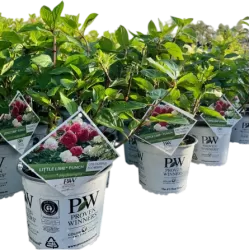 Hydrangea Little Lime Punch
