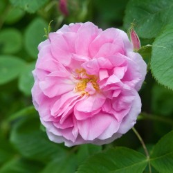 Rosa QUATRE SAISONS