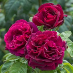 Rosa ROSE DU ROI a FLEUR POURPRES