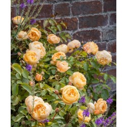 Rožių krūmai internetu su pristatymu į namus