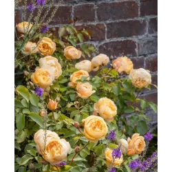 Rožių krūmai internetu su pristatymu į namus