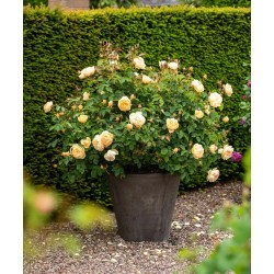 Rožių krūmai internetu su pristatymu į namus