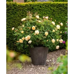 Rožių krūmai internetu su pristatymu į namus