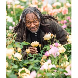 Rožių krūmai internetu su pristatymu į namus