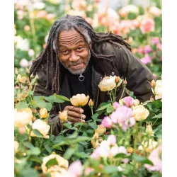 Rožių krūmai internetu su pristatymu į namus