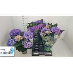 Darželinės hortenzijos Endless Summer Bloomstar su pristatymu į namus