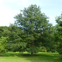 Burgundinio ir libaninio ąžuolo hibridas - Quercus libanerris (cerris x libani)