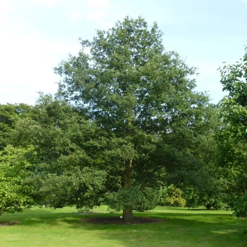 Quercus libanerris (cerris x libani)