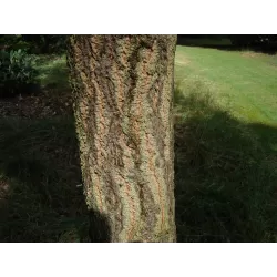 Quercus libanerris (cerris x libani)