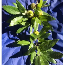 Quercus libanerris (cerris x libani)