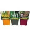 copy of Eremurus mixed
