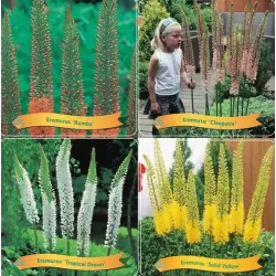 copy of Eremurus mixed