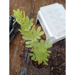 Akacija (auksinė mimoza) - Acacia baileana