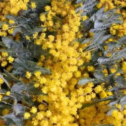 Akacija (auksinė mimoza) - Acacia baileana