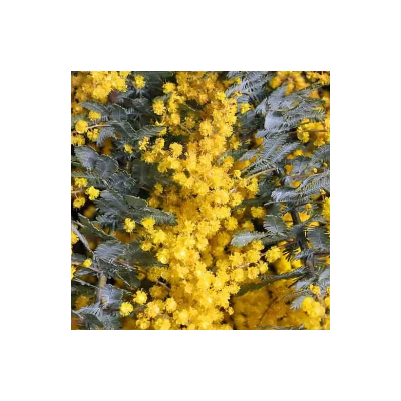 Akacija (auksinė mimoza) - Acacia baileana