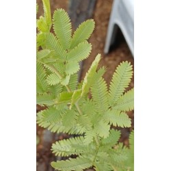 Akacija (auksinė mimoza) - Acacia baileana