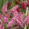 Davido budlėja - Buddleja davidii BUTTERFLY CANDY LITTLE BUBBLEGUM