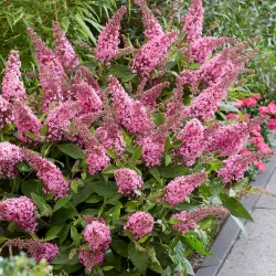 Buddleja davidii BUTTERFLY CANDY LITTLE BUBBLEGUM