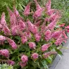 Buddleja davidii BUTTERFLY CANDY LITTLE BUBBLEGUM
