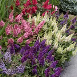 Buddleja davidii BUTTERFLY CANDY LITTLE BUBBLEGUM